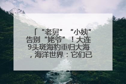“老舅”“小姨”告别“姥爷”！大连9头斑海豹重归大海，海洋世界：它们已具备野外生存能力