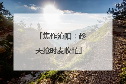 焦作沁阳：趁天抢时麦收忙