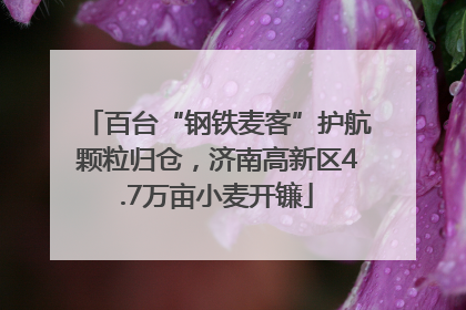 百台“钢铁麦客”护航颗粒归仓，济南高新区4.7万亩小麦开镰