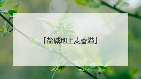 盐碱地上麦香溢