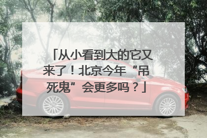 从小看到大的它又来了！北京今年“吊死鬼”会更多吗？
