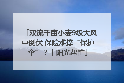 双流千亩小麦9级大风中倒伏 保险难撑“保护伞”？丨阳光帮忙