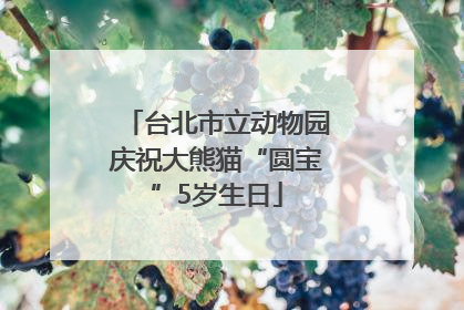 台北市立动物园庆祝大熊猫“圆宝”5岁生日