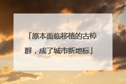 原本面临移植的古樟群，成了城市新地标