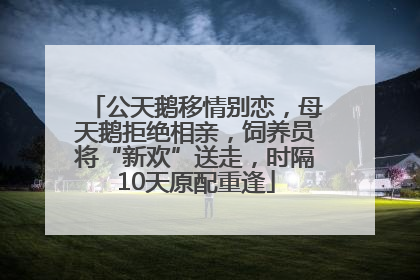 公天鹅移情别恋，母天鹅拒绝相亲，饲养员将“新欢”送走，时隔10天原配重逢