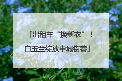 出租车“换新衣”！白玉兰绽放申城街巷