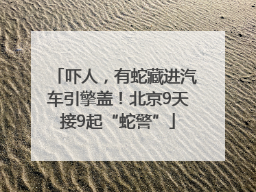 吓人，有蛇藏进汽车引擎盖！北京9天接9起“蛇警”