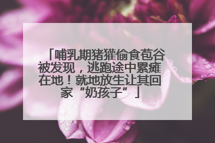 哺乳期猪獾偷食苞谷被发现，逃跑途中累瘫在地！就地放生让其回家“奶孩子”
