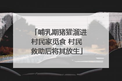 哺乳期猪獾溜进村民家觅食 村民救助后将其放生