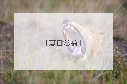 夏日赏荷