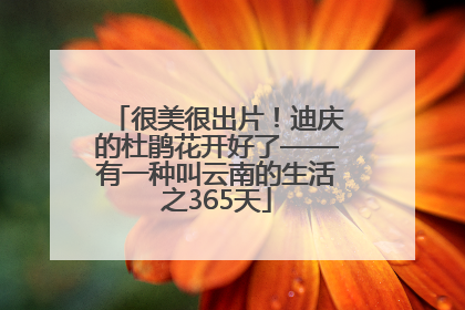 很美很出片！迪庆的杜鹃花开好了——有一种叫云南的生活之365天
