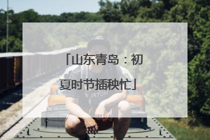 山东青岛：初夏时节插秧忙