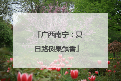 广西南宁：夏日路树果飘香