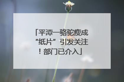 平潭一骆驼瘦成“纸片”引发关注！部门已介入