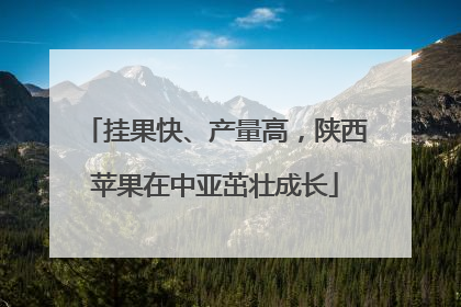 挂果快、产量高，陕西苹果在中亚茁壮成长