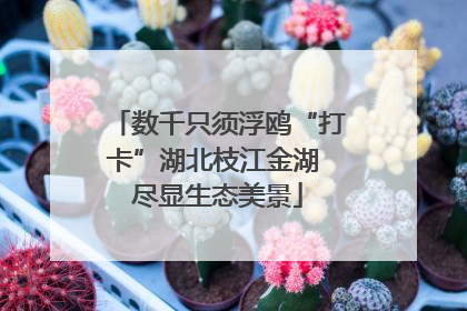 数千只须浮鸥“打卡”湖北枝江金湖 尽显生态美景