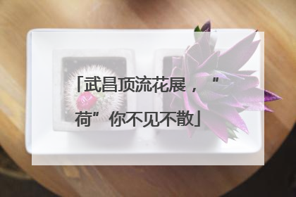 武昌顶流花展，“荷”你不见不散