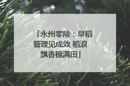 永州零陵：早稻管理见成效 稻浪飘香穗满田