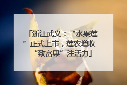 浙江武义：“水果莲”正式上市，莲农增收“致富果”注活力