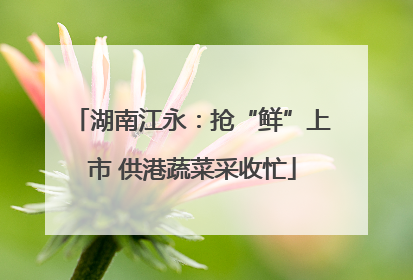 湖南江永：抢“鲜”上市 供港蔬菜采收忙