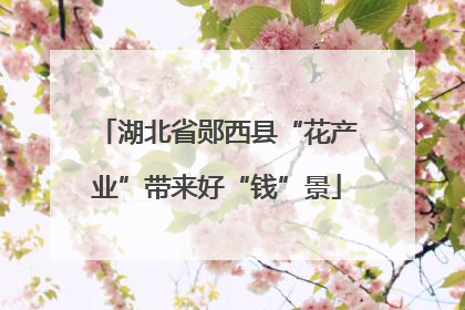 湖北省郧西县“花产业”带来好“钱”景
