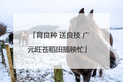 育良种 送良技 广元旺苍稻田插秧忙