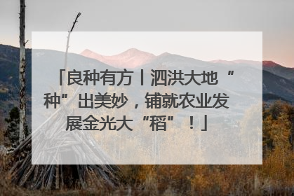良种有方丨泗洪大地“种”出美妙，铺就农业发展金光大“稻”！