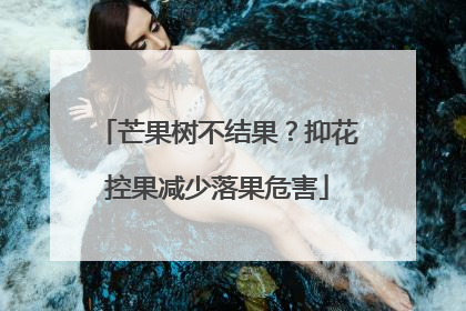 芒果树不结果？抑花控果减少落果危害