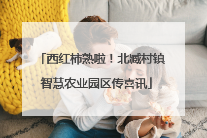 西红柿熟啦！北臧村镇智慧农业园区传喜讯