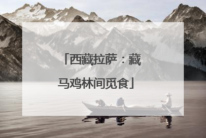 西藏拉萨：藏马鸡林间觅食