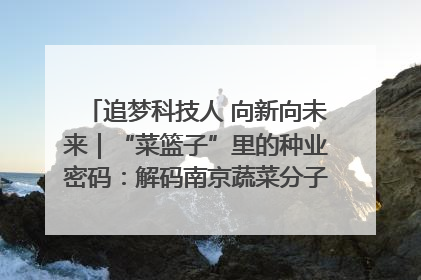 追梦科技人 向新向未来｜“菜篮子”里的种业密码：解码南京蔬菜分子育种的创新之路