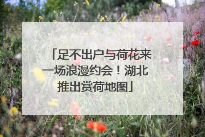 足不出户与荷花来一场浪漫约会！湖北推出赏荷地图