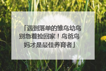 遇到落单的雏鸟幼鸟别急着捡回家！鸟爸鸟妈才是最佳养育者