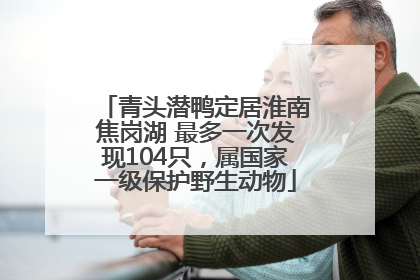 青头潜鸭定居淮南焦岗湖 最多一次发现104只，属国家一级保护野生动物