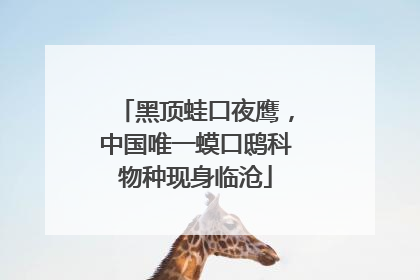 黑顶蛙口夜鹰，中国唯一蟆口鸱科物种现身临沧